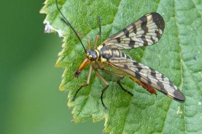 <i>Panorpa vulgaris</i>