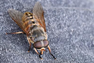 <i>Tabanus sudeticus</i>