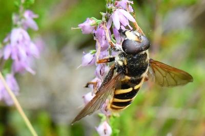 Sericomyia silentis