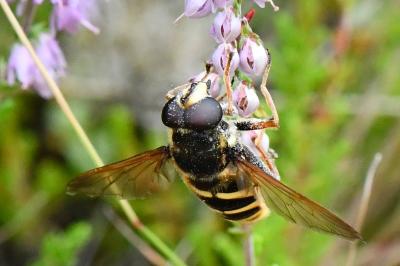 <i>Sericomyia silentis</i>