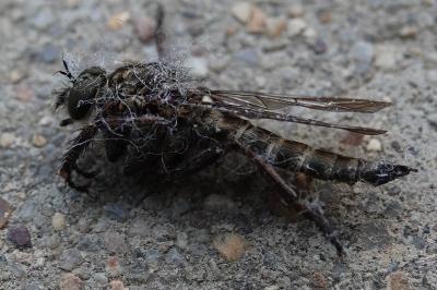 <i>Tolmerus atricapillus</i>