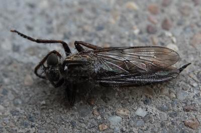 <i>Tolmerus atricapillus</i>