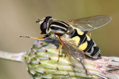 <i>Helophilus trivittatus</i>