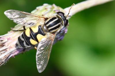 <i>Helophilus trivittatus</i>