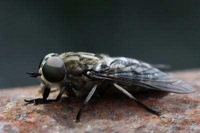 <i>Tabanus autumnalis</i>