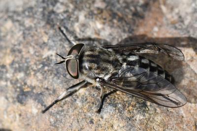 <i>Tabanus autumnalis</i>