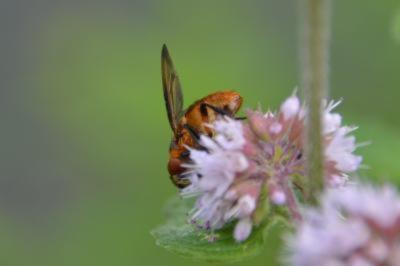 <i>Phasia hemiptera</i>