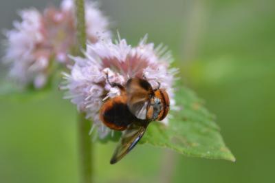 <i>Phasia hemiptera</i>