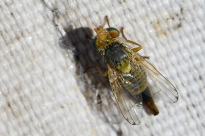 <i>Terellia virens</i>
