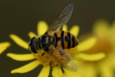 <i>Myathropa florea</i>
