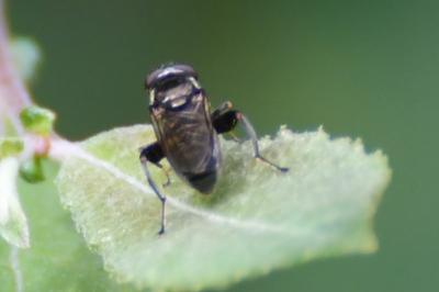 <i>Chalcosyrphus nemorum</i>