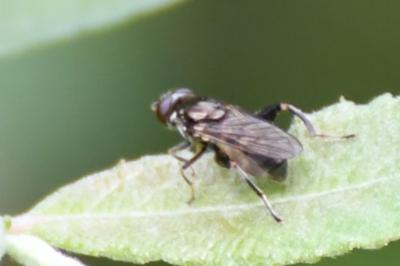 <i>Chalcosyrphus nemorum</i>
