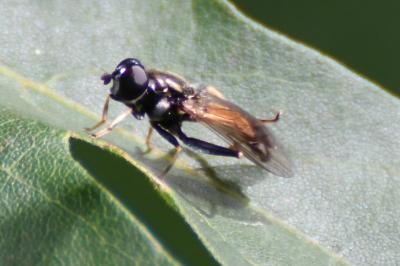 <i>Xylota segnis</i>