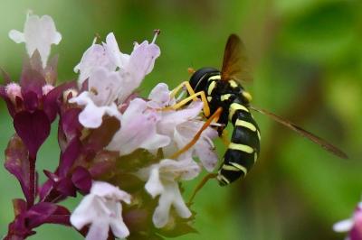 <i>Philhelius citrofasciatus</i>
