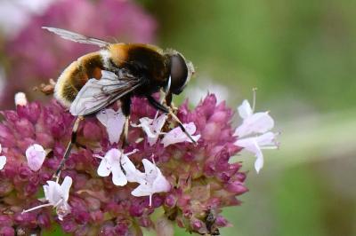 <i>Eristalis intricaria</i>