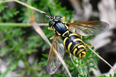<i>Chrysotoxum elegans</i>