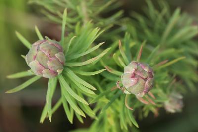 <i>Spurgia euphorbiae</i>