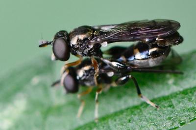 <i>Neoascia podagrica</i>