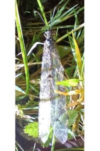 <i>Distoleon tetragrammicus</i>