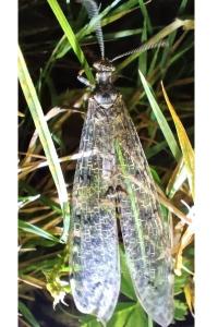 <i>Distoleon tetragrammicus</i>