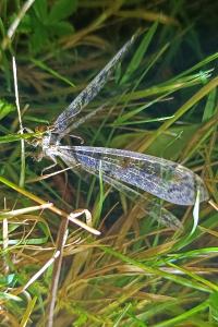 <i>Distoleon tetragrammicus</i>
