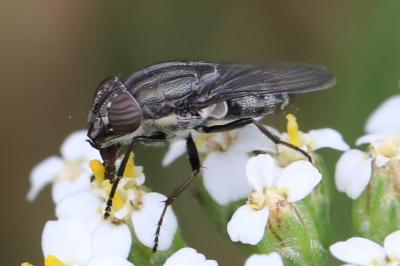 <i>Stomorhina lunata</i>