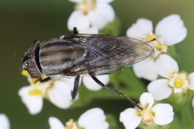 <i>Stomorhina lunata</i>