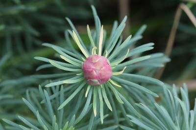 <i>Spurgia euphorbiae</i>