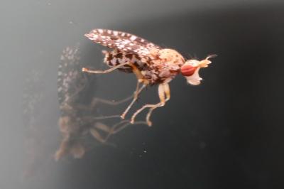 <i>Trypetoptera punctulata</i>