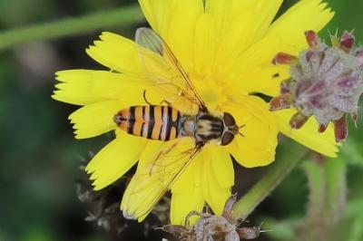 <i>Episyrphus balteatus</i>
