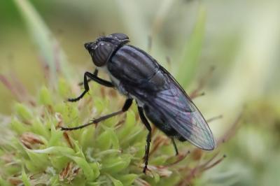 <i>Stomorhina lunata</i>