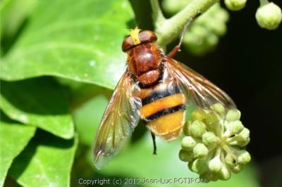 <i>Volucella zonaria</i>