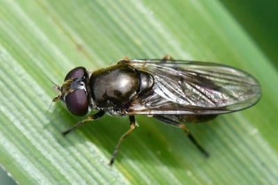 Cheilosia bergenstammi