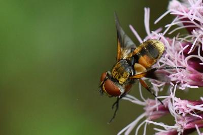 <i>Ectophasia crassipennis</i>