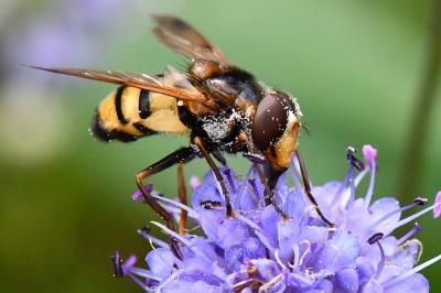 <i>Volucella inanis</i>
