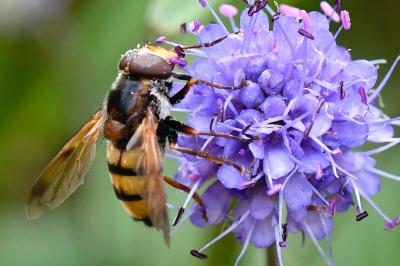 <i>Volucella inanis</i>