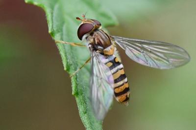 <i>Episyrphus balteatus</i>