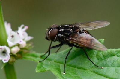 <i>Graphomya maculata</i>