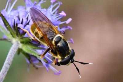 <i>Callicera aurata</i>