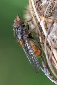 <i>Rhingia campestris</i>