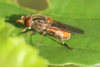 <i>Rhingia campestris</i>