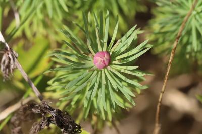 <i>Spurgia euphorbiae</i>