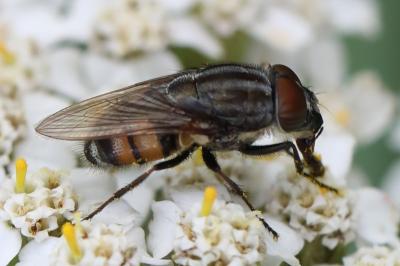 <i>Stomorhina lunata</i>