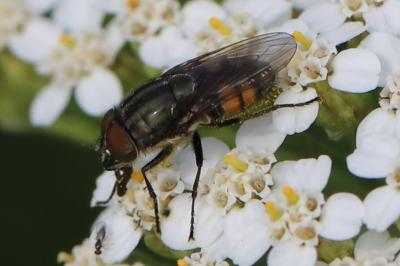 <i>Stomorhina lunata</i>