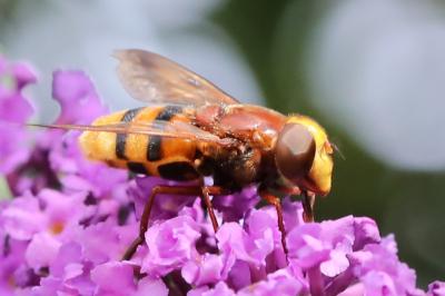 <i>Volucella zonaria</i>