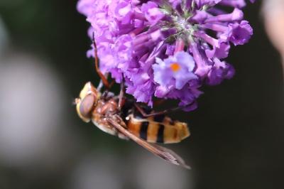 <i>Volucella zonaria</i>