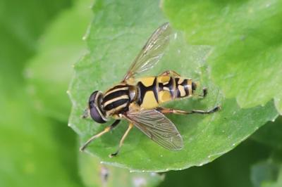 <i>Helophilus pendulus</i>
