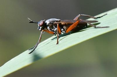 <i>Sepedon sphegea</i>