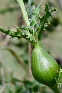 <i>Urophora cardui</i>