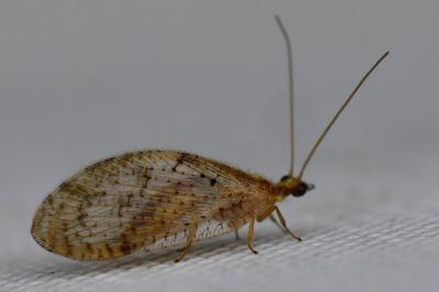 Hemerobius humulinus
